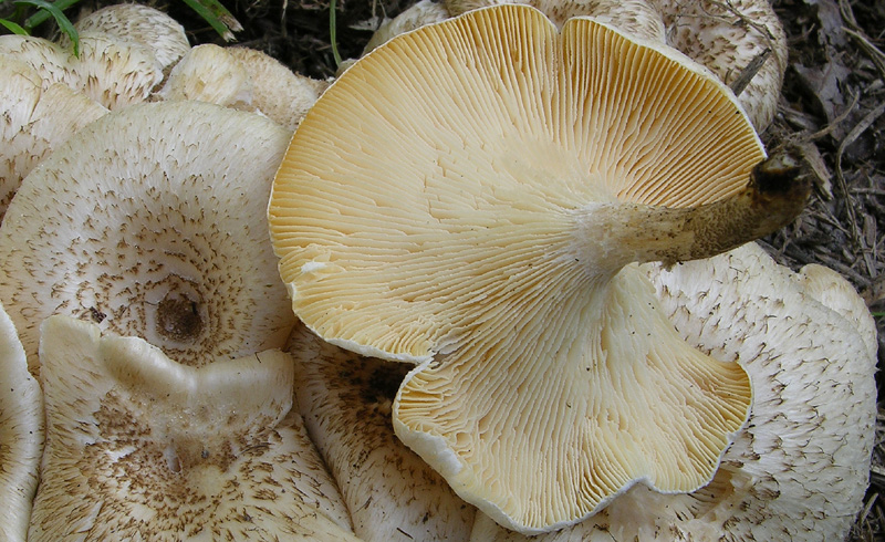 Lentinus tigrinus (Bull.) Fr